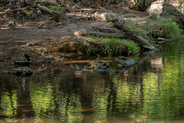 Groźne i niebezpieczne nilowe krokodyle (Crocodylus) odpoczywające na brzegu zbiornika wodnego. Kenia, Afryka © Kamil_k2p