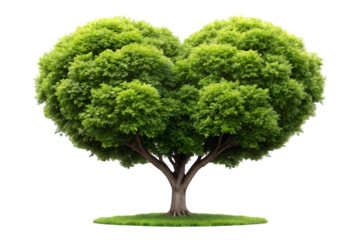 Heart Shaped Tree on transparent background 