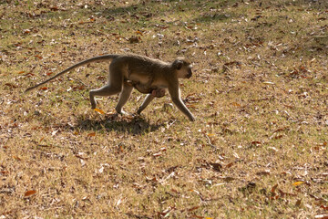 Małpa Vervet (Chlorocebus Pygerythrus), samica z podwieszonym przy brzuchu młodym spacerująca na wolności po suchej trawie, Kenia, Afryka