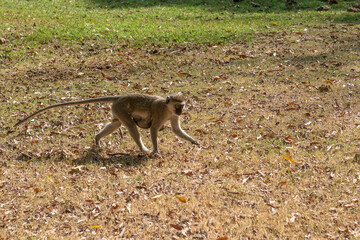 Małpa Vervet (Chlorocebus Pygerythrus), samica z podwieszonym przy brzuchu młodym spacerująca na wolności po suchej trawie, Kenia, Afryka