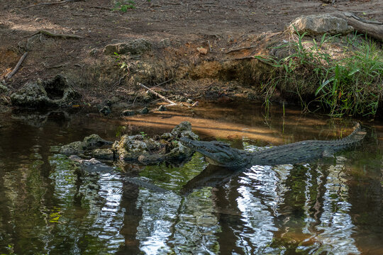 Groźne i niebezpieczne nilowe krokodyle błękitne (Crocodylus) wylegujące się na brzegu zbiornika wodnego. Kenia, Afryka