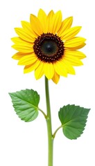 Naklejka premium Single sunflower isolated on pure white background, foliage, ornamental, colors