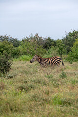 Zebra (equus) spacerująca pomiędzy krzewami sawannie, Park Narodowy Tsavo i rezerwat wzgórz Taita, Kenia, Afryka © Kamil_k2p