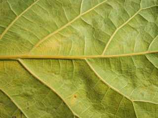 close up texture of green leaf veins background,blank dead leaves veins  texture background for banner poster wallpaper cover design with copy space