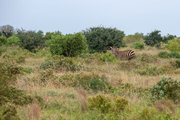 samotna Zebra (equus) spacerująca pomiędzy krzewami sawannie, Park Narodowy Tsavo i rezerwat wzgórz Taita, Kenia, Afryka