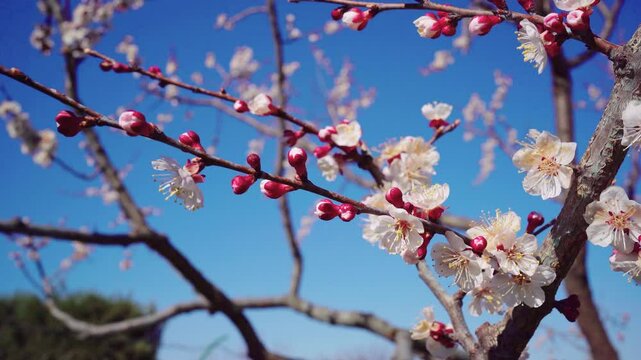 Apricot Blossoms in Spring Sunlight &ndash; Close-up Nature Video