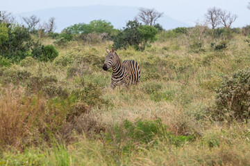 Zebra (equus) spacerująca pomiędzy krzewami sawannie, Park Narodowy Tsavo i rezerwat wzgórz Taita, Kenia, Afryka © Kamil_k2p