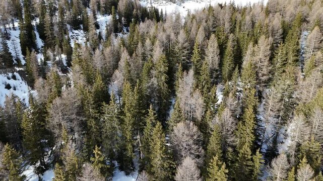 Beautiful aerial view of firn trees and snowy slopes with mountains (the Alps) in the background (Aosta Valley). [Drone movement: revealing + pitch forward]