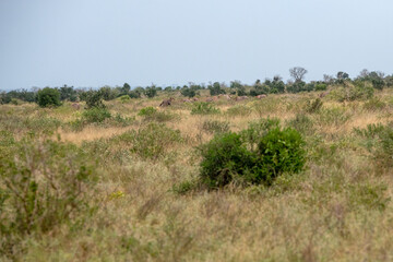 Zebra (equus), liczne stado posilające się na sawannie, Park Narodowy Tsavo i rezerwat wzgórz Taita, Kenia © Kamil_k2p