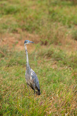 Czapla czarnogłowa (Ardea cinerea) rozglądająca się na sawannie, Park Narodowy Tsavo i rezerwat wzgórz Taita, Kenia, Afryka © Kamil_k2p