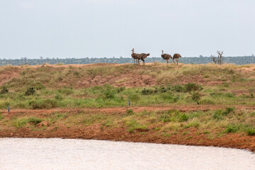Struś północnoafrykański, struś czerwonoszyi (Struthio camelus) stado samic przy zbiorniku wodnym na sawannie, Park Narodowy Tsavo i rezerwat wzgórz Taita, Kenia © Kamil_k2p
