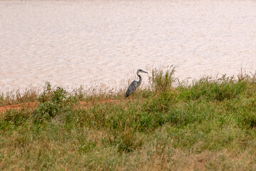 Czapla czarnogłowa (Ardea cinerea) przy zbiorniku wodnym na sawannie, Park Narodowy Tsavo i rezerwat wzgórz Taita, Kenia, Afryka © Kamil_k2p
