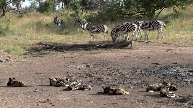 A pack of African wild dogs sleeping at a muddy pan with zebra calmly watching them while some graze.