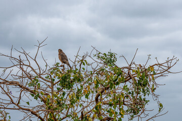 Sokół wędrowny (Falco peregrinus) wypatrujący ofiary na sawannie, Park Narodowy Tsavo i rezerwat wzgórz Taita, Kenia, Afryka © Kamil_k2p