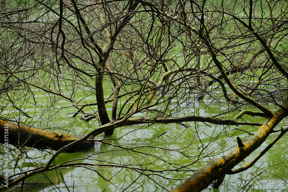 Poster dry trees and branches on the edge of the lake.natural pattern and texture background.ecology and en