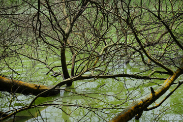 Dry trees and branches on the edge of the lake.Natural pattern and texture background.Ecology and environmental concept.Tropical rainforest.For graphic design, 3D design and banner background