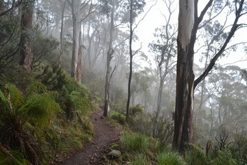 Foggy Forest Path: A narrow, winding path through a dense, fog-laden forest, with tall trees on both sides 