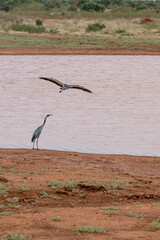 dwie Czaple Czarnogłowe (Ardea cinerea) przez zbiorniku wodnym, Park Narodowy Tsavo i rezerwat wzgórz Taita, Kenia, Afryka © Kamil_k2p