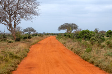 pochmurny poranek, czerwona kręta droga gruntowa biegnąca przez sawannę porośniętą bujną roślinnością w Park Narodowy Tsavo i rezerwat wzgórz Taita, Kenia, Afryka © Kamil_k2p
