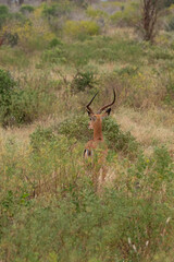 dorosły samiec antylopy (Impala) nasłuchujący niebezpieczeństwa w buszu © Kamil_k2p