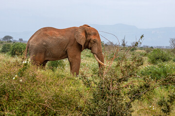 Słoń afrykański (Loxodonta africana), ogromny samiec z wielkimi kłami pasący się na sawannie w Park Narodowy Tsavo East, Kenia, Afryka © Kamil_k2p