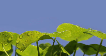 Centella asiatica (gotu kola). Fresh green leaves herb background.