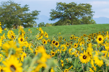ひまわり畑と緑の丘の風景