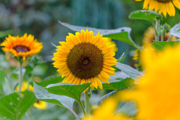 Naklejka premium 咲き誇るひまわりのクローズアップ