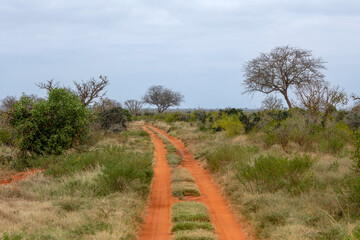 czerwona, gruntowa droga biegnąca przez zielonroślmnnosć porastająca sawannę. Park Narodowy Tsavo i rezerwat wzgórz Taita, Kenia, Afryka © Kamil_k2p