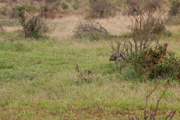 Drop olbrzymi (Ardeotis kori), zwany Kori Bustarad na trawach sawanny. Gatunek bliski zagrożenia wyginięciem. Park Narodowy Tsavo i rezerwat wzgórz Taita, Kenia, Afryka