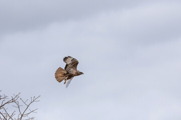 lecący sokół wędrowny (Falco peregrinus), Park Narodowy Tsavo i rezerwat wzgórz Taita, Kenia, Afryka © Kamil_k2p