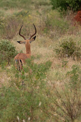  Impala - Aepyceros melampus, mała, szybka antylopa z afrykańskiej sawanny, Samiec z pięknym porożem, Park Narodowy Tsavo i rezerwat wzgórz Taita, Kenia, Afryka © Kamil_k2p
