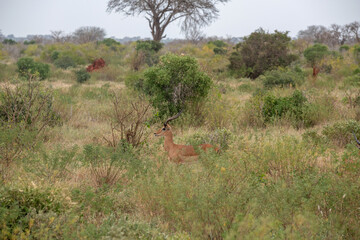  Impala - Aepyceros melampus, mała, szybka antylopa z afrykańskiej sawanny, Samiec z pięknym porożem, Park Narodowy Tsavo i rezerwat wzgórz Taita, Kenia, Afryka © Kamil_k2p