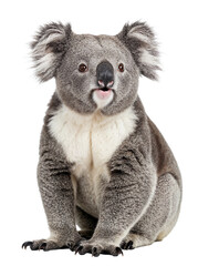 Naklejka premium Cute koala sitting isolated with funny expression