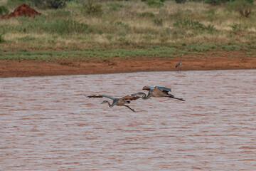 dwie lecące Czaple Czarnogłowe (Ardea cinerea) na zbiornikiem wodnym, Park Narodowy Tsavo i rezerwat wzgórz Taita, Kenia © Kamil_k2p