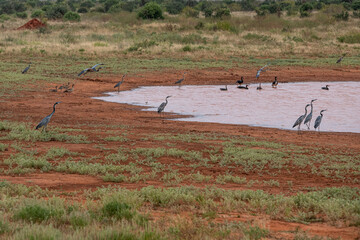 Czapla czarnogłowa (Ardea cinerea), małe stado żerujące nad brzegiem małego stawu na sawannie, Park Narodowy Tsavo i rezerwat wzgórz Taita, Kenia © Kamil_k2p