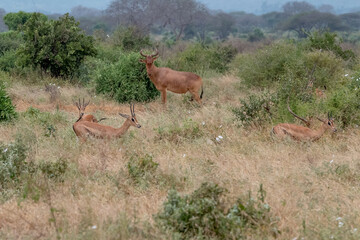 Bawolec krowi (alcelaphus buselaphus) i Grant's gazelle (Nanger granti)na sawannie w Park Narodowy Tsavo East i rezerwat wzgórz Taita, Kenia, Afryka