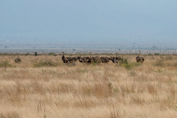 Struś północnoafrykański, struś czerwonoszyi (Struthio camelus) duże stado na sawanne, Park Narodowy Tsavo i rezerwat wzgórz Taita, Kenia, Afryka © Kamil_k2p