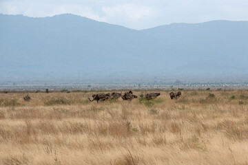 Struś północnoafrykański, struś czerwonoszyi (Struthio camelus) duże stado na sawanne, Park Narodowy Tsavo i rezerwat wzgórz Taita, Kenia, Afryka © Kamil_k2p