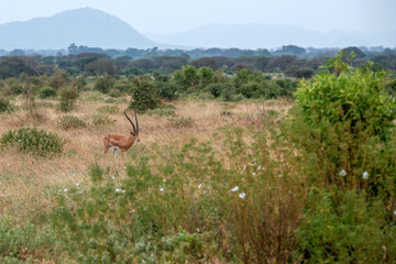 Grant's gazelle (Nanger granti), piękny samiec z ogromnymi rogami spacerujący na sawannie w Park Narodowy Tsavo i rezerwat wzgórz Taita, Kenia © Kamil_k2p