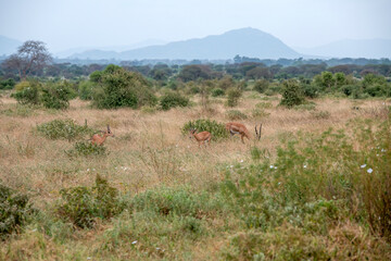 Grant's gazelle (Nanger granti), małe stado pasące się na sawannie w Park Narodowy Tsavo i rezerwat wzgórz Taita, Kenia © Kamil_k2p