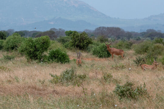 Bawolec krowi (alcelaphus buselaphus), rozglądający się po sawannie i Grant's gazelle (Nanger granti) mała, szybka antylopa w Park Narodowy Tsavo East i rezerwat wzg&oacute;rz Taita, Afryka