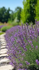 Obraz premium Rows of vibrant lavender flowers swaying in the gentle breeze on a sunny day in a scenic field