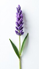Naklejka premium Aromatic lavender sprig on a white background, soothing, calming