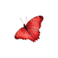 Red butterfly isolated on transparent background. Butterfly png. Insects