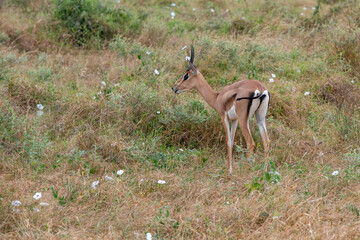 młody samiec Impala - Aepyceros melampus, mała, szybka antylopa z afrykańskiej sawanny, Park Narodowy Tsavo i rezerwat wzgórz Taita, Kenia © Kamil_k2p