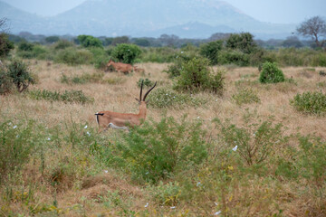 Bawolec krowi (alcelaphus buselaphus) i Grant's gazelle (Nanger granti)na sawannie w Park Narodowy Tsavo East i rezerwat wzgórz Taita, Kenia, Afryka © Kamil_k2p