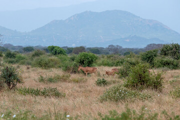 Bawolec krowi (alcelaphus buselaphus) małe stado na sawannie w Park Narodowy Tsavo East i rezerwat wzgórz Taita, Kenia, Afryka © Kamil_k2p