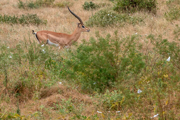 Grant's gazelle (Nanger granti), piękny samiec z ogromnymi rogami spacerujący na sawannie w Park Narodowy Tsavo i rezerwat wzgórz Taita, Kenia © Kamil_k2p