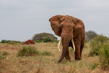  Słoń afrykański (Loxodonta africana), ogromny samiec z wielkimi kłami pasący się na sawannie w Park Narodowy Tsavo East, Kenia, Afryka